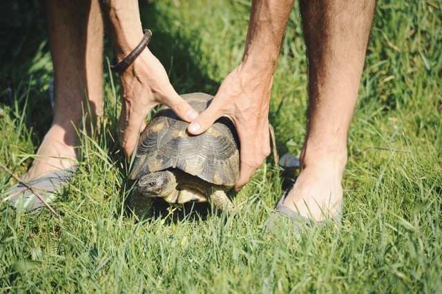 Kiezen voor een Schildpad als Huisdier: Uniek en Levenslang