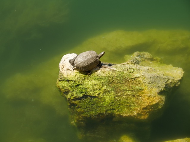 Schildpad Zorg en Verzorgingstips