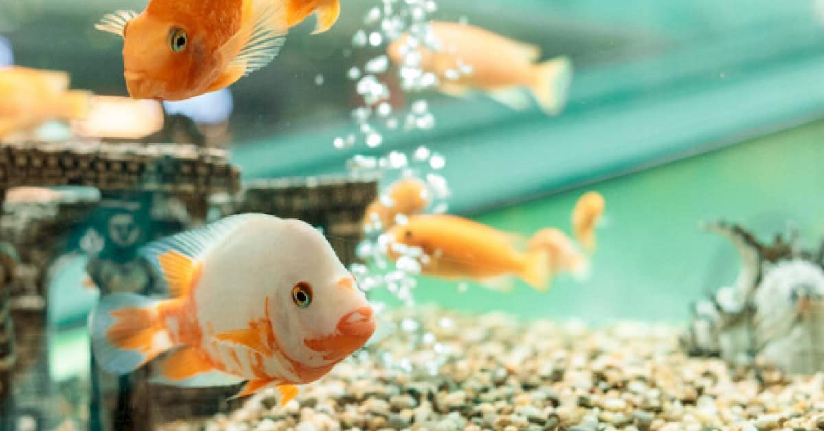 Aquarium Vissen: Alles Wat Je Moet Weten over Vissen voor je Aquarium