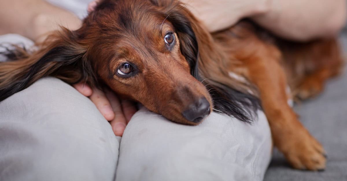 Baasje Gezocht voor Mijn Hond: Wat Je Moet Weten bij Aanschaf