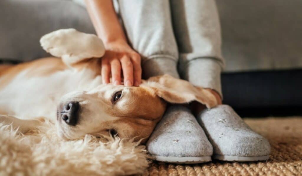 Baasje Gezocht voor Mijn Hond