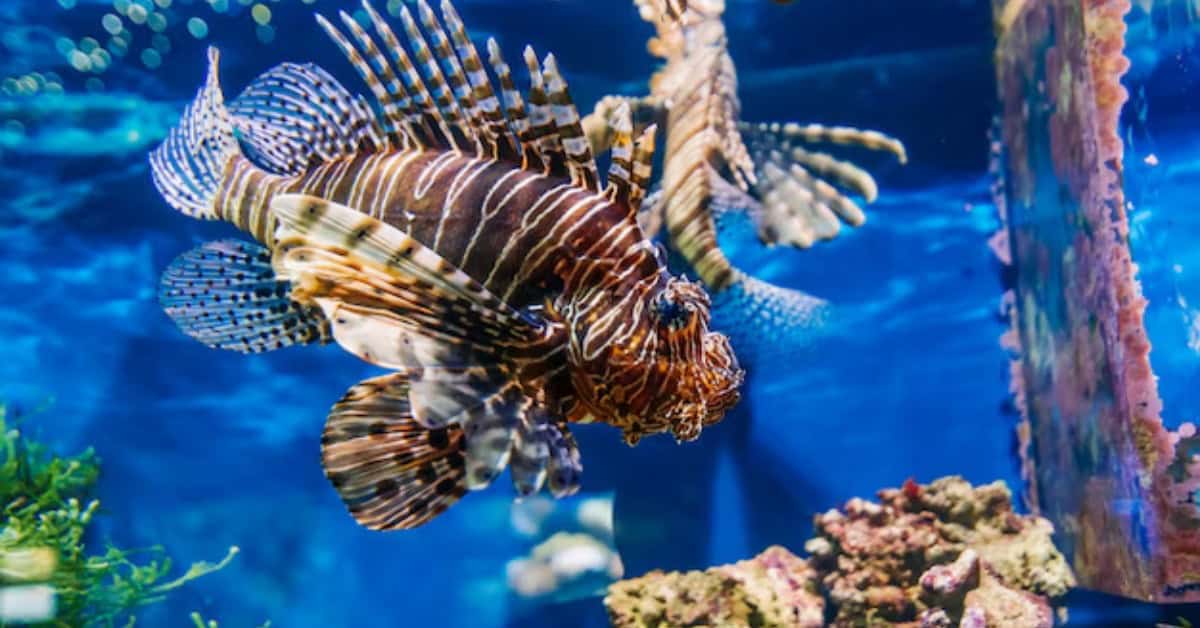 Waarom Kiezen voor een Tropisch Vissen Aquarium?