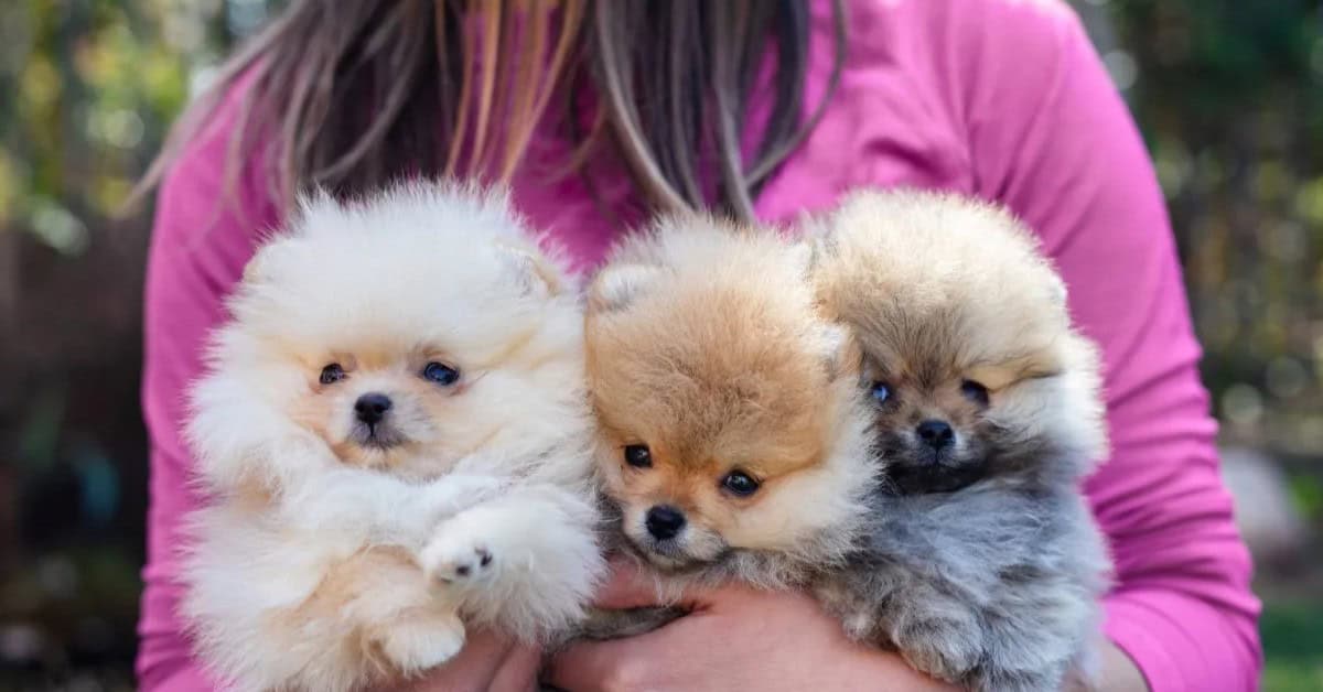 Puppy Te Koop voor 50 Euro: Wat Je Moet Weten