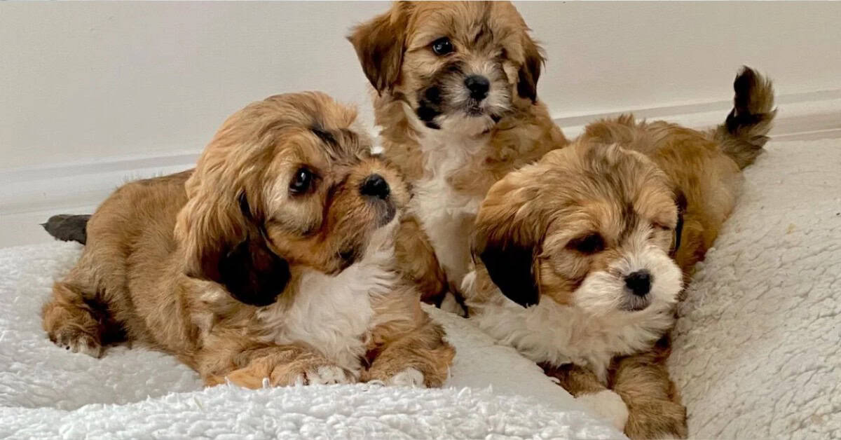 Puppies Te Koop: Alles Wat Je Moet Weten Voor Je Een Puppy Aankoopt